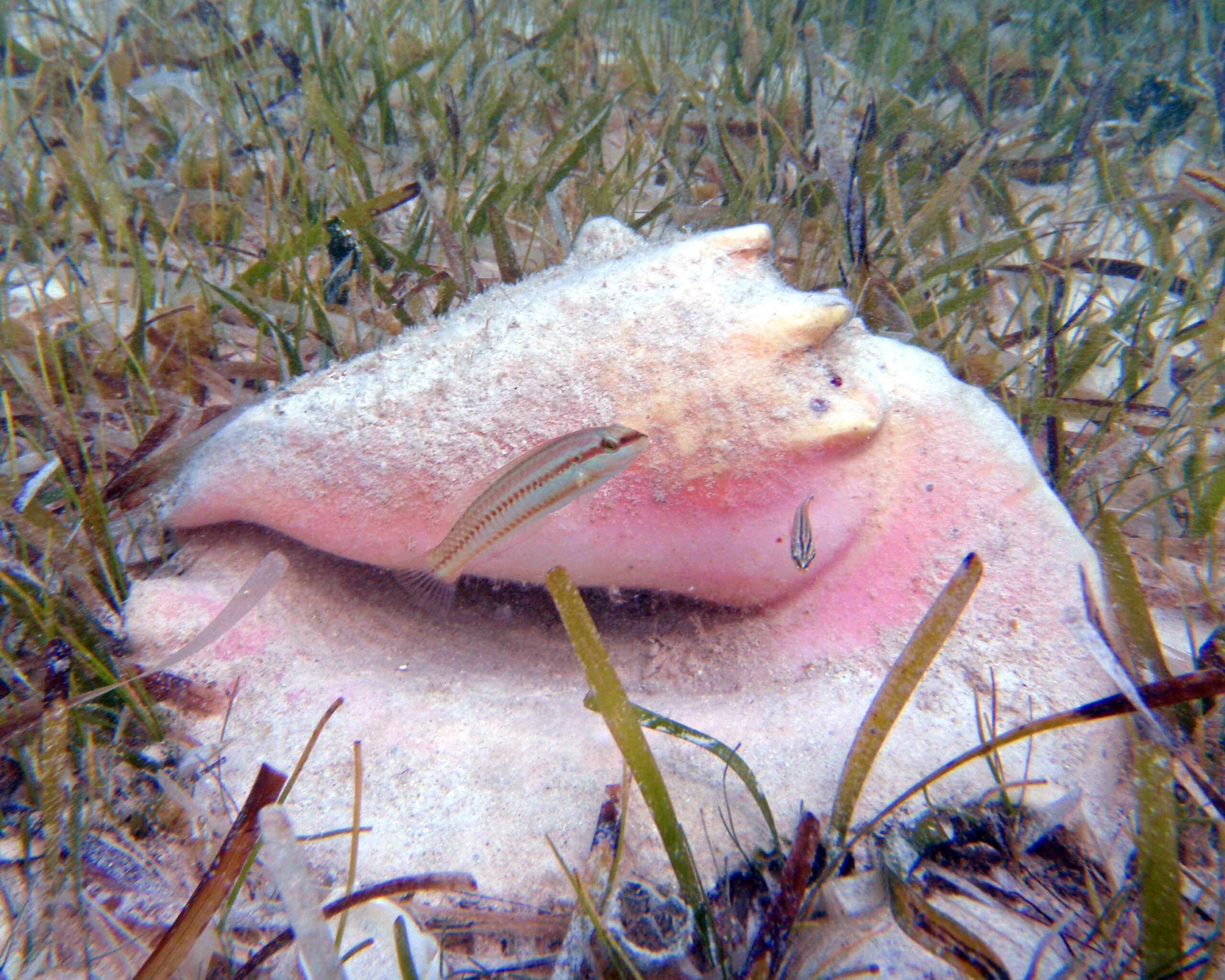 Coquille de lambi (Aliger gigas) au bord rose nacré, gastéropode qui produit la perle de conque